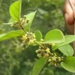 عشبة الجيمنيما عشبة الجيمنيما