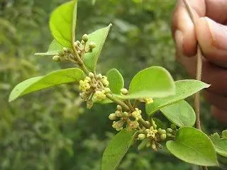 عشبة الجيمنيما