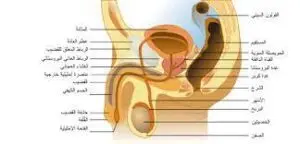 تضخم-البروستاتا-