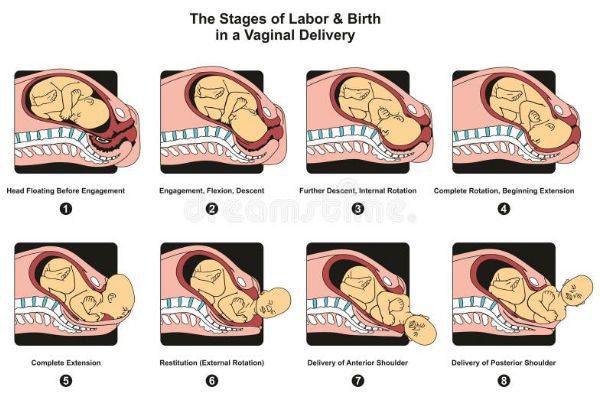 مراحل الولادة بالصور