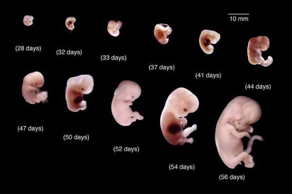 مراحل الحمل بالصور