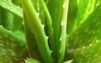 أوراق نبات الألوفيرا